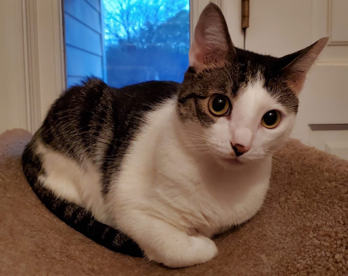 Home - Alley Cats and Angels of North Carolina
