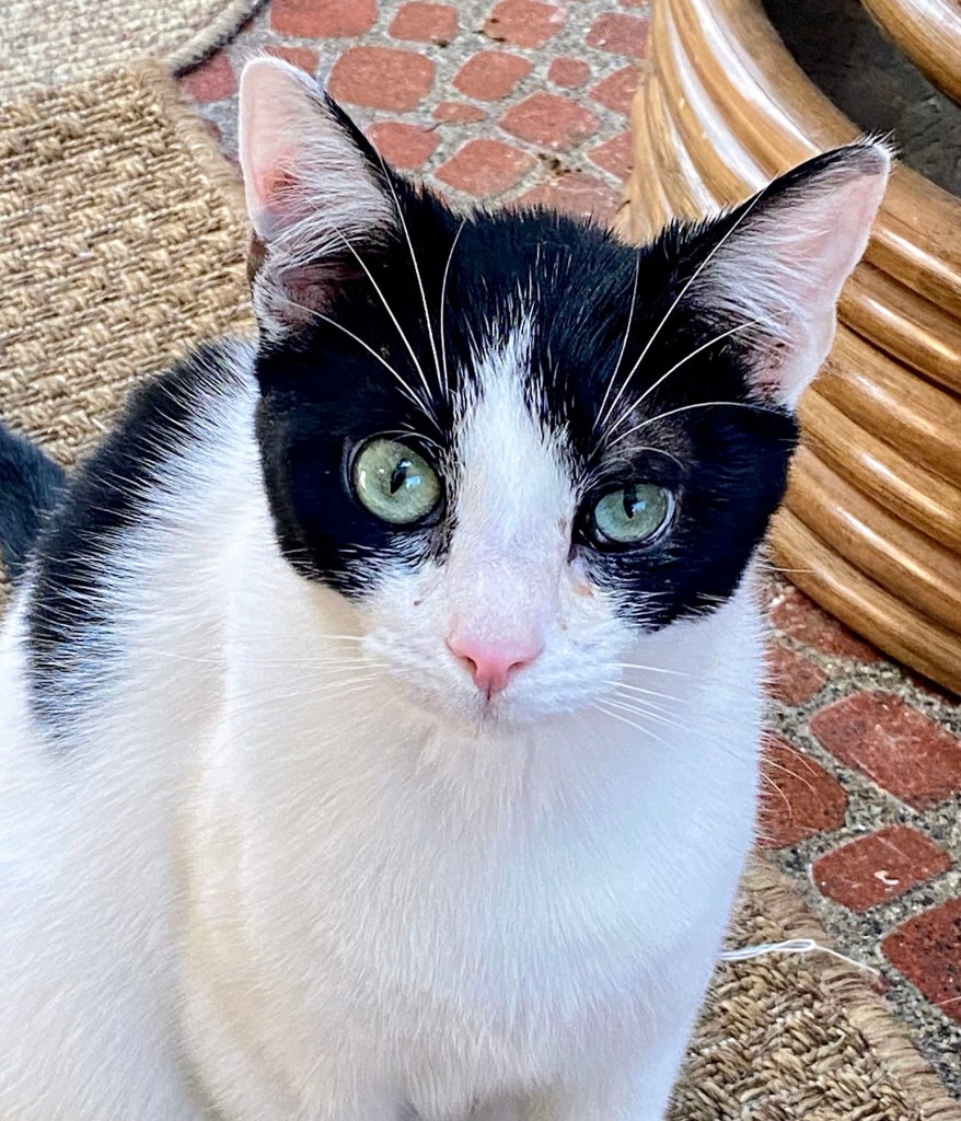 Mack the cat