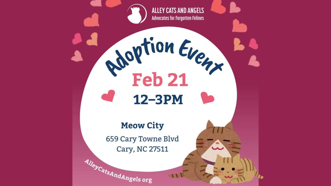 Adoption Event at Meow City Adoption Event at Meow City